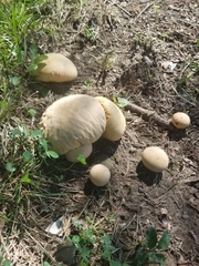 Lycoperdaceae