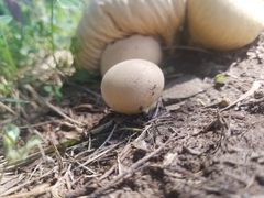 Lycoperdaceae
