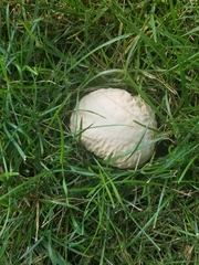 Lycoperdaceae