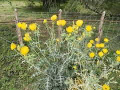Argemone aenea