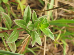 Oenothera multicaulis