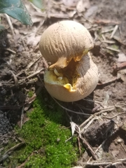 Lycoperdaceae
