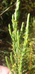 Struthiola parviflora