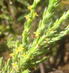Struthiola parviflora
