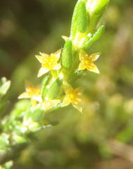 Struthiola parviflora