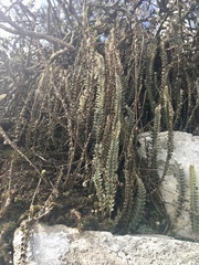 Pleopeltis lepidopteris