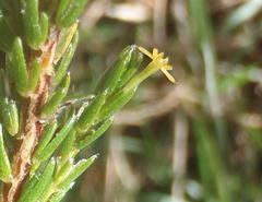 Struthiola parviflora