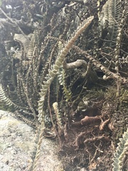 Pleopeltis lepidopteris