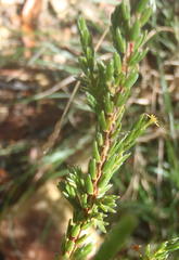 Struthiola parviflora