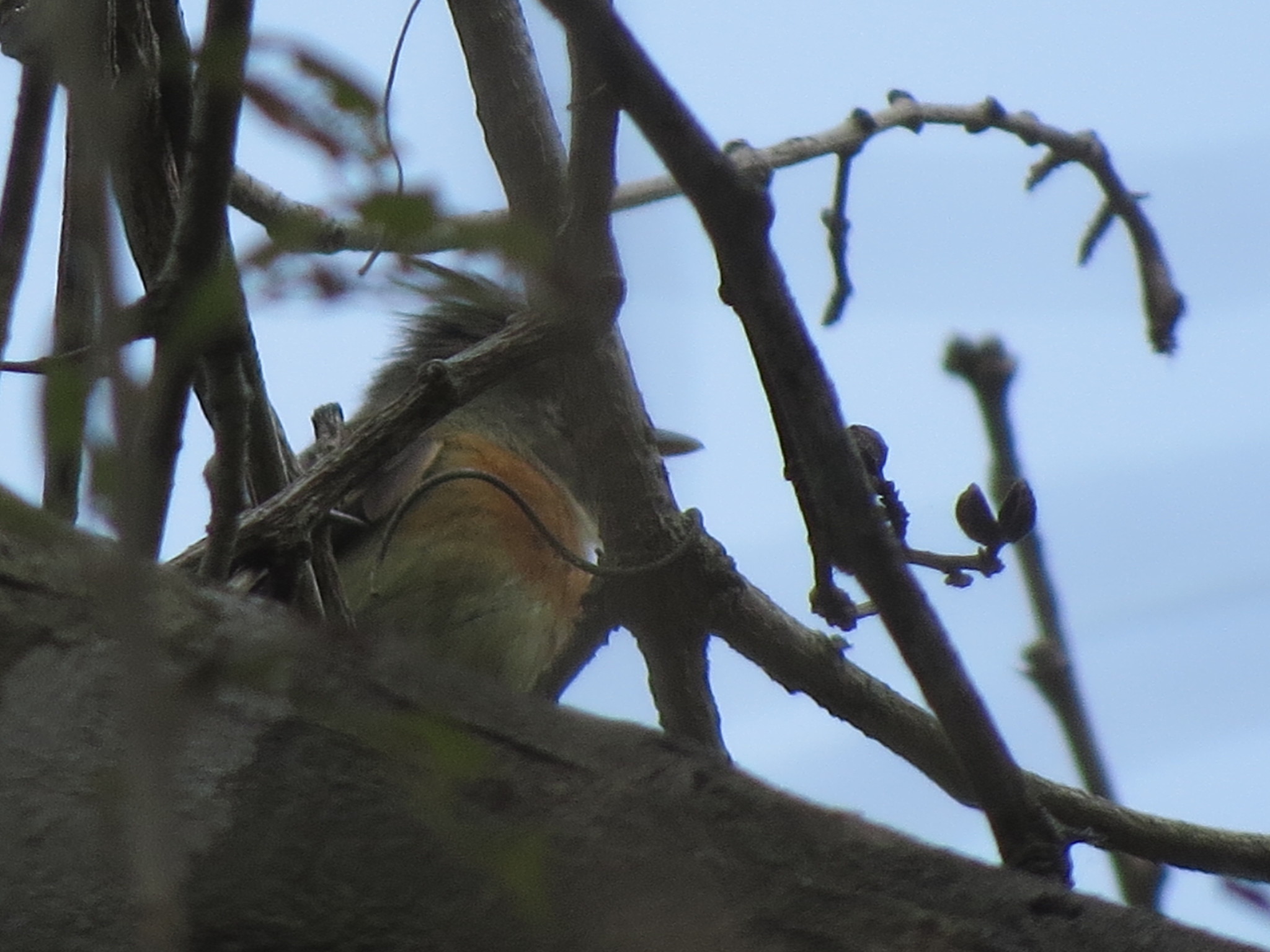 Belted Flycatcher (Xenotriccus callizonus), photo 2