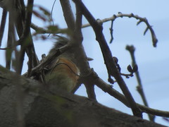 Xenotriccus callizonus