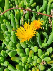 Malephora uitenhagensis