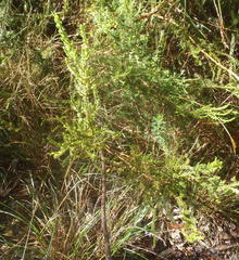 Struthiola parviflora