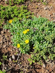 Malephora uitenhagensis