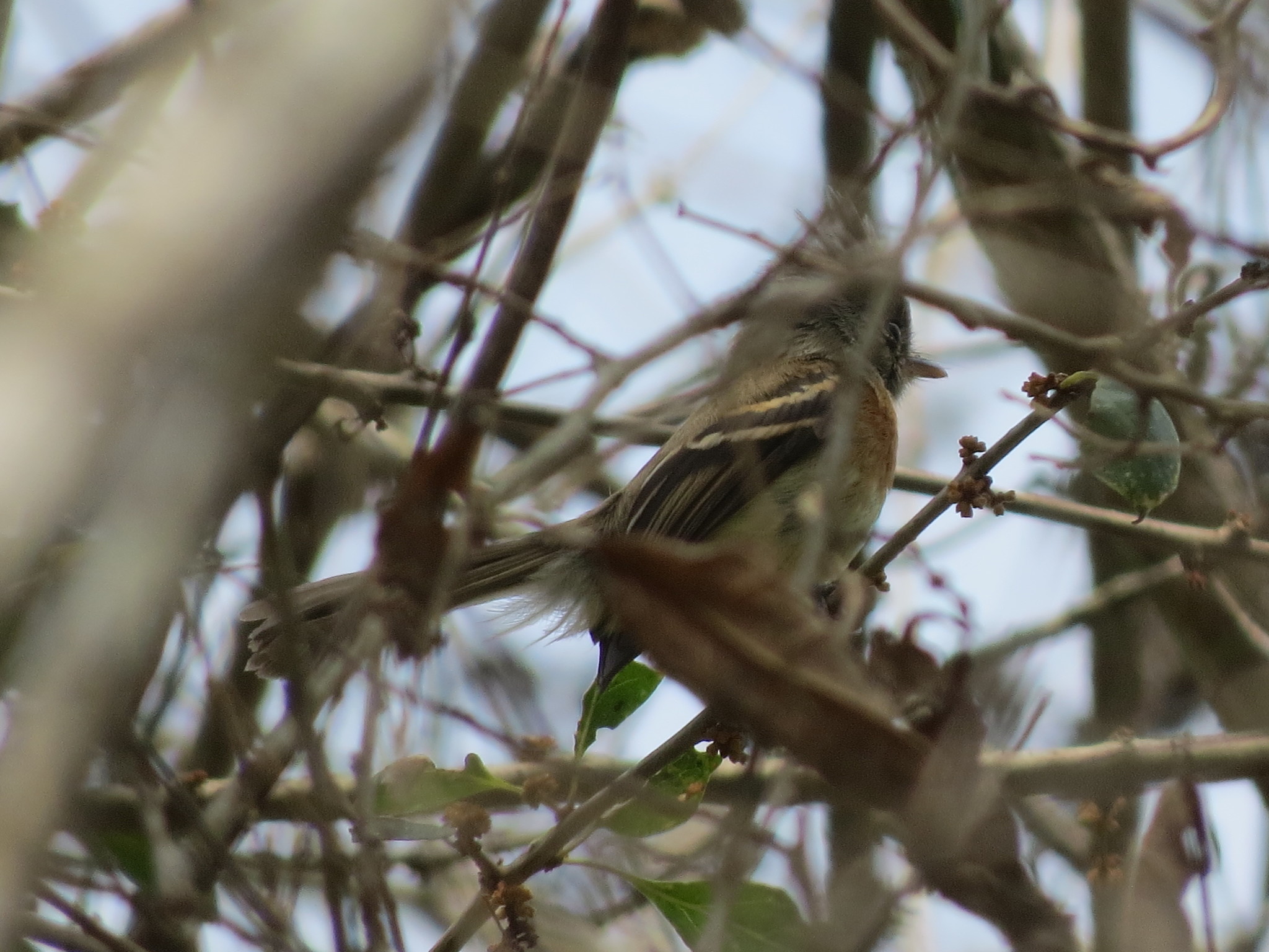 Belted Flycatcher (Xenotriccus callizonus), photo 3