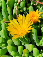 Malephora uitenhagensis