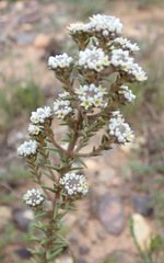 Phylica propinqua