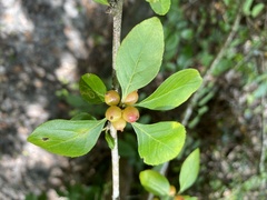 Ilex ambigua