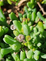 Malephora uitenhagensis