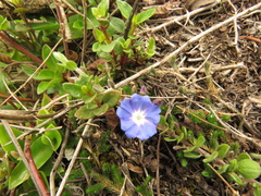 Evolvulus bogotensis