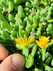 Malephora uitenhagensis