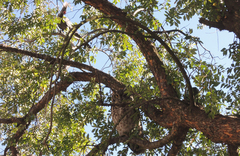 Corythaixoides concolor bechuanae