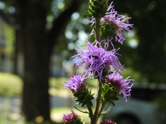 Zadontomerus