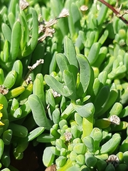 Malephora uitenhagensis