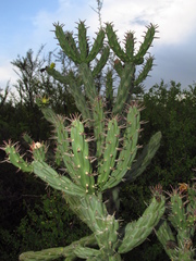 Cylindropuntieae