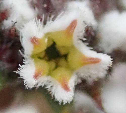 Image of Phylica propinqua by (c) Nicola van Berkel, some rights reserved (CC BY-SA)