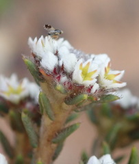 Phylica propinqua
