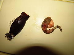 Haploblepharus pictus