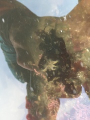 Haliclystus sanjuanensis