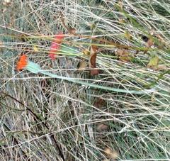 Kleinia fulgens