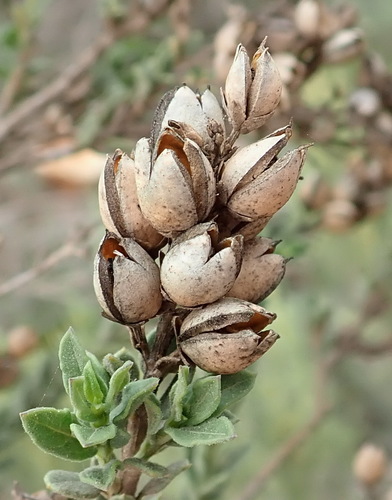 Image of Freylinia undulata by (c) Nicola van Berkel, some rights reserved (CC BY-SA)