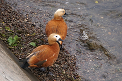 Tadorna ferruginea