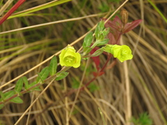 Oenothera multicaulis