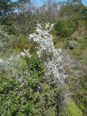 Eriocephalus racemosus racemosus