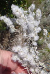Eriocephalus racemosus racemosus