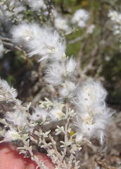 Eriocephalus racemosus racemosus