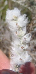 Eriocephalus racemosus racemosus