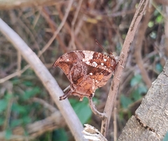 Hypna clytemnestra huebneri
