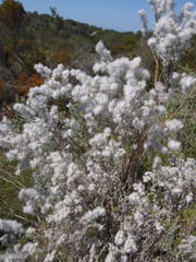 Eriocephalus racemosus racemosus