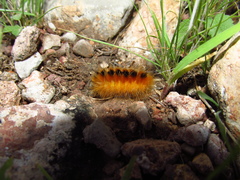 Pygarctia