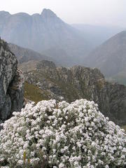 Atrichantha gemmifera