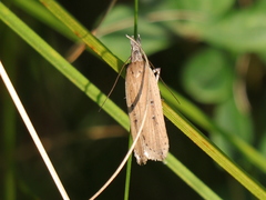 Dichomeris bipunctellus
