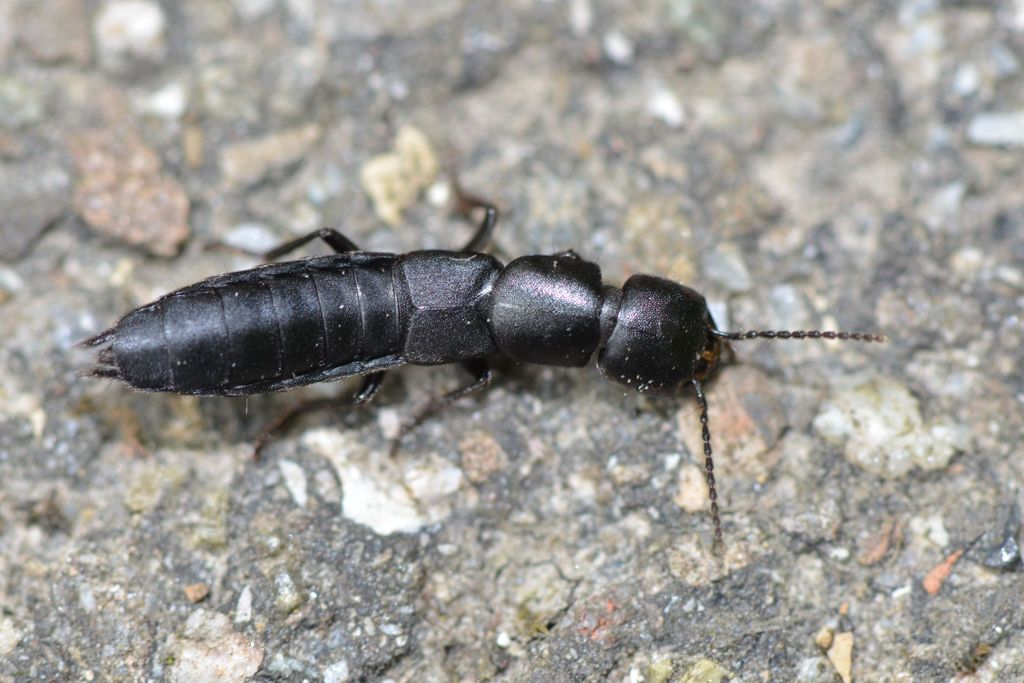 Ocypus nitens