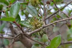 Cephalanthus natalensis