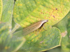 Dichomeris bipunctellus