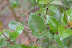 Cephalanthus natalensis
